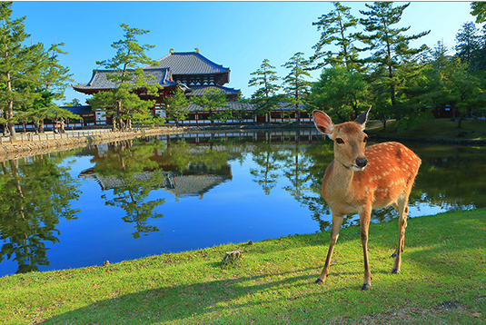 奈良公園と東大寺